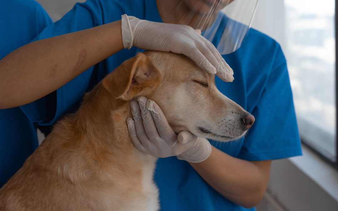 Why Pet Parents Are Turning to Holistic Animal Chiropractic Care
